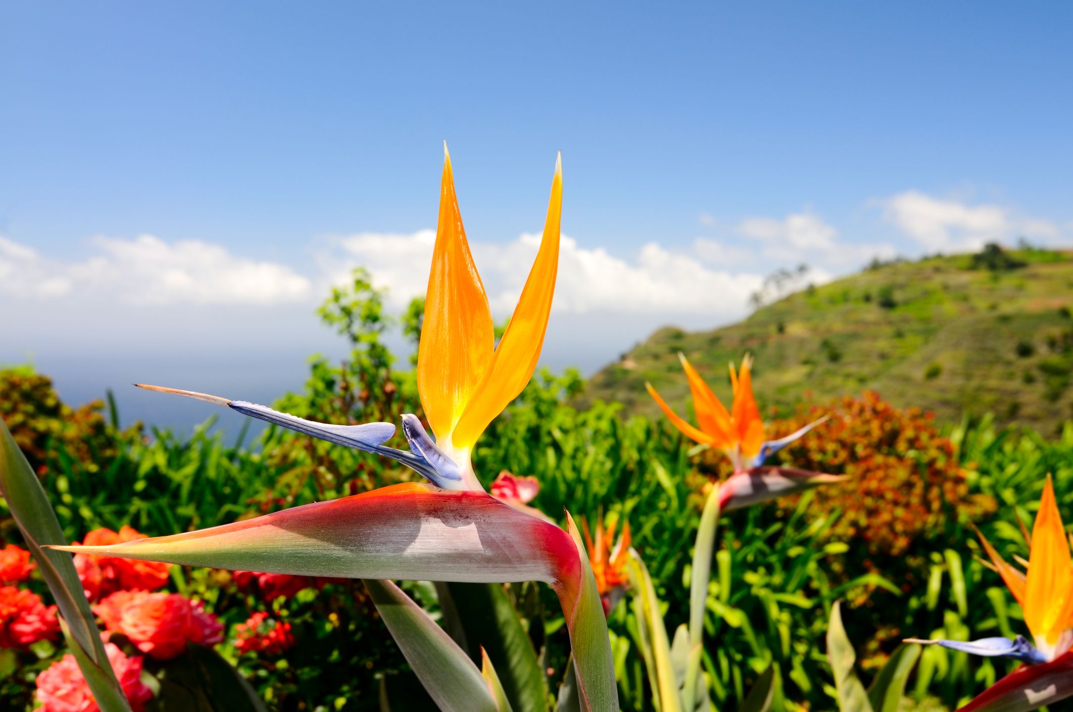 Blumeninsel Madeira 2022 | Bunter Garten im Atlantik | 8 Tage ab € 1.285,-