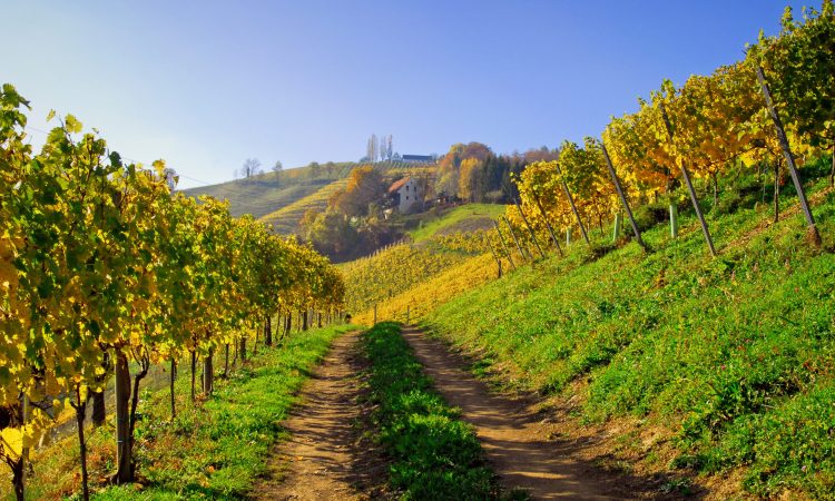Weg durch Weinberge in der Südsteiermark, Österreich